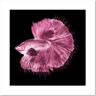 Pink Betta Fish Posters and Art